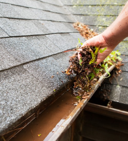 Gutter Cleaning solution Tauranga