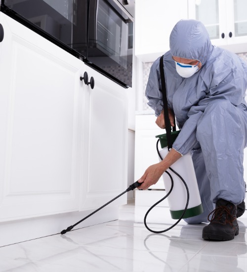 Pest control Services in Tauranga