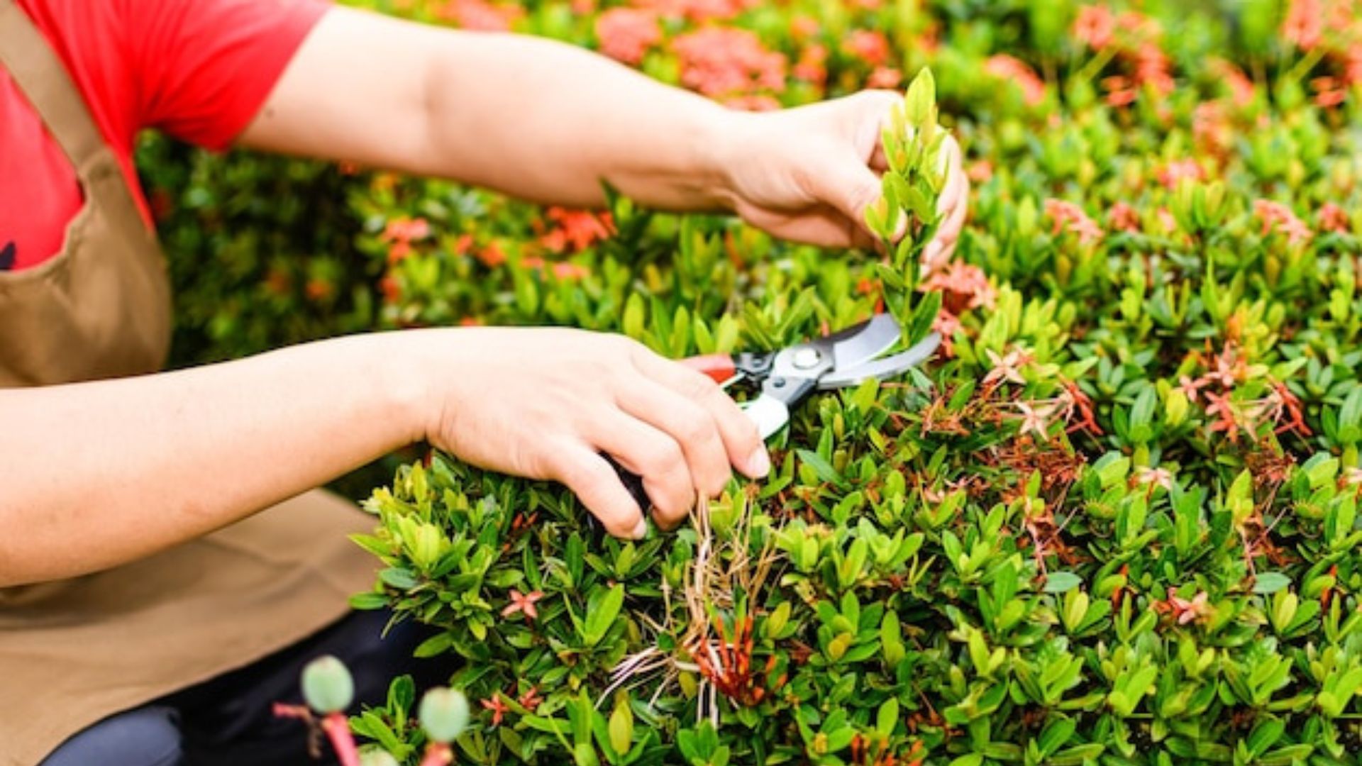 Landscaping team maintaining greenery around a commercial property